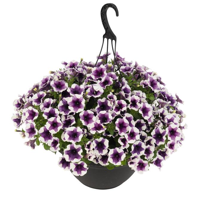 Petunia 'Sweetunia Purple Touch' - Petunia from The Flower Spot Petunia 'Sweetunia Purple Touch' - Petunia from The Flower Spot