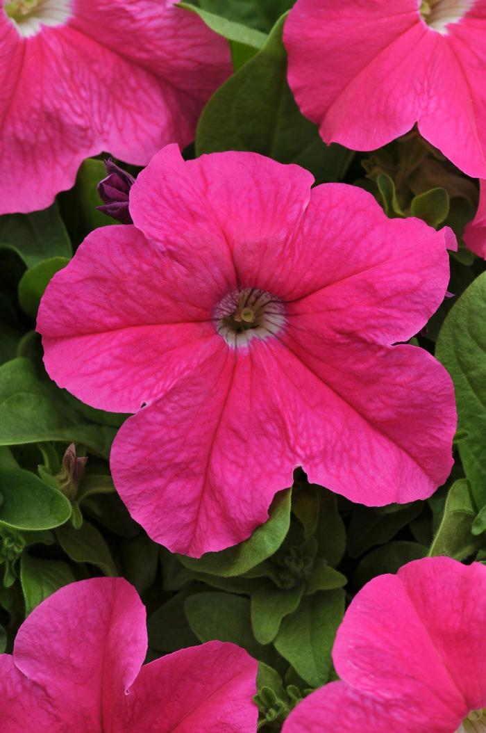 Petunia 'Sunpassion Candy Pink' - Petunia hybrid from The Flower Spot Petunia 'Sunpassion Candy Pink' - Petunia hybrid from The Flower Spot