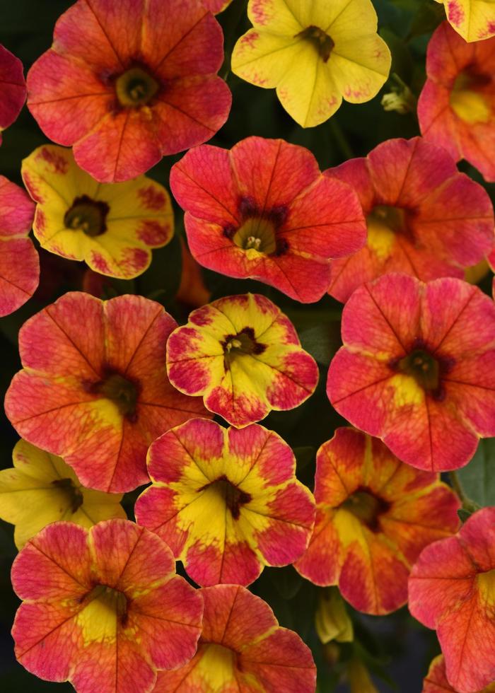 Cabaret® 'Diva Orange' - Calibrachoa hybrida from The Flower Spot Cabaret® 'Diva Orange' - Calibrachoa hybrida from The Flower Spot