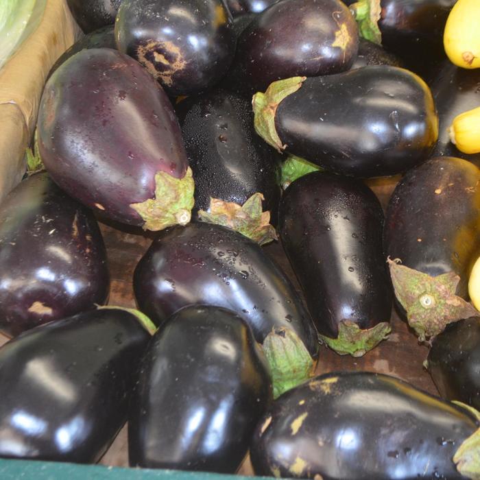 Eggplant 'Classic' - Solanum melongena from The Flower Spot