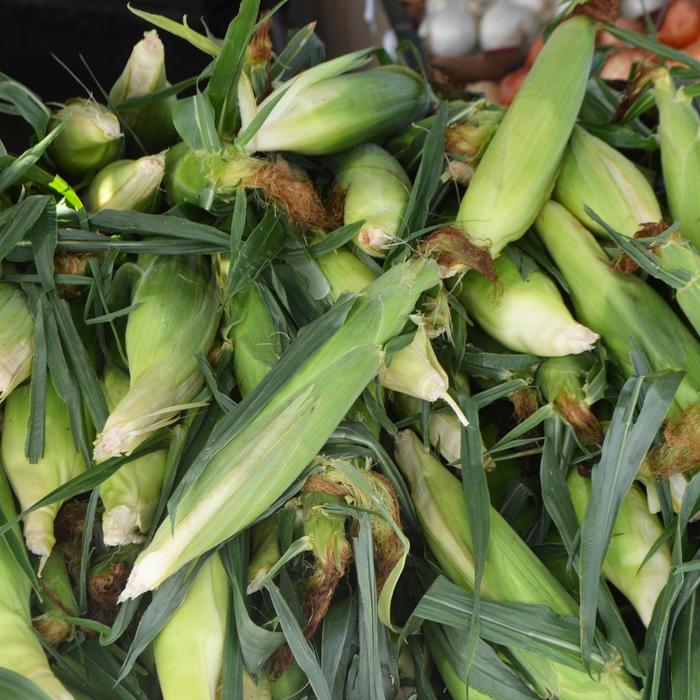 Corn 'Jubilee' - Zea mays from The Flower Spot Corn 'Jubilee' - Zea mays from The Flower Spot