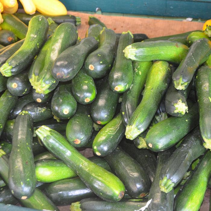 Zucchini Squash - Cucurbita pepo from The Flower Spot