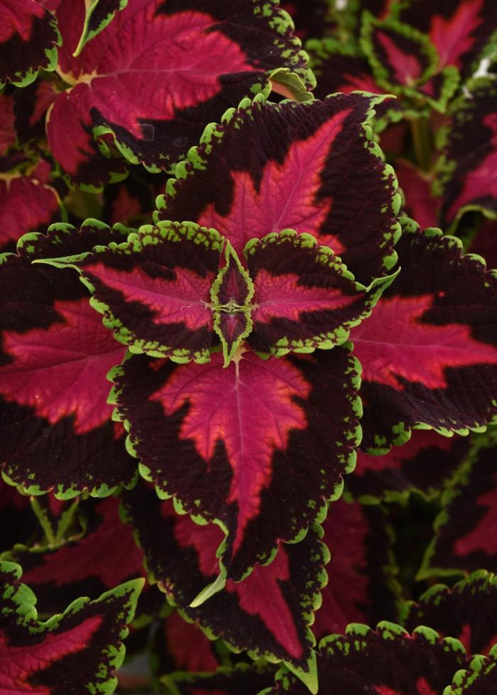 Coleus 'Heartbreaker' - Solenostemon scutellarioides from The Flower Spot Coleus 'Heartbreaker' - Solenostemon scutellarioides from The Flower Spot
