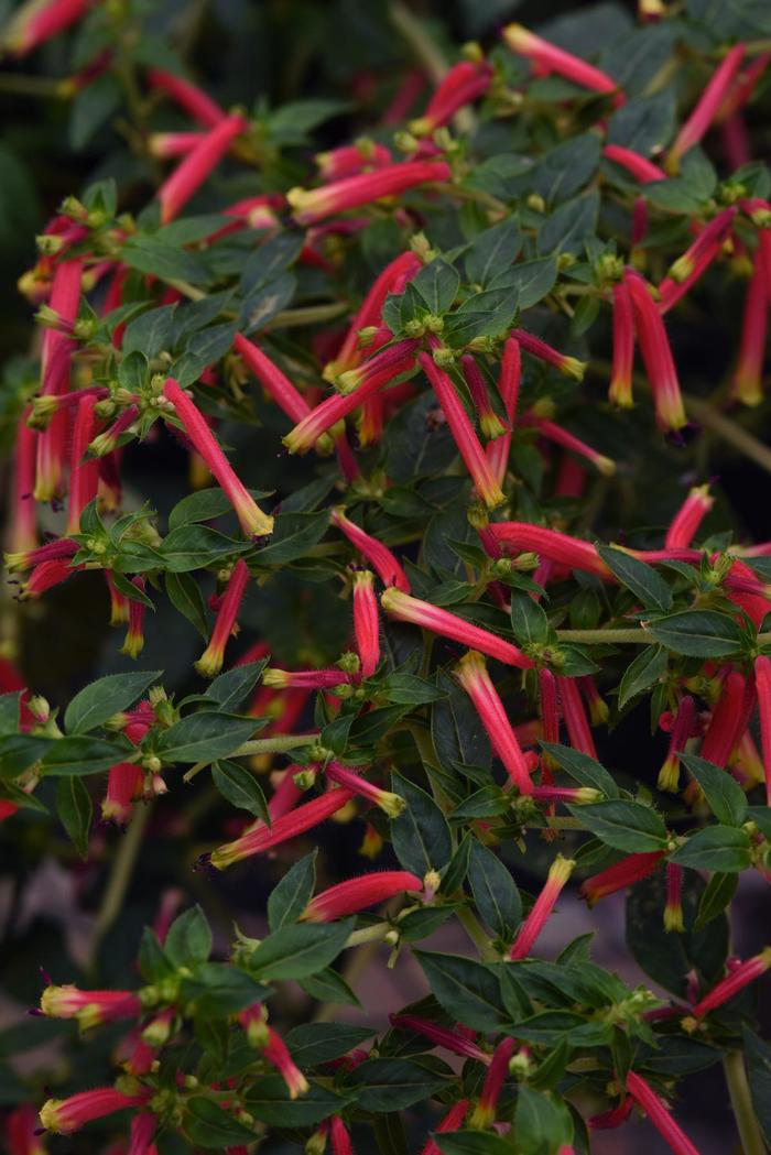 Honeybells Cuphea - Cuphea 'Balhoelrel' PPAF (Cuphea) from The Flower Spot