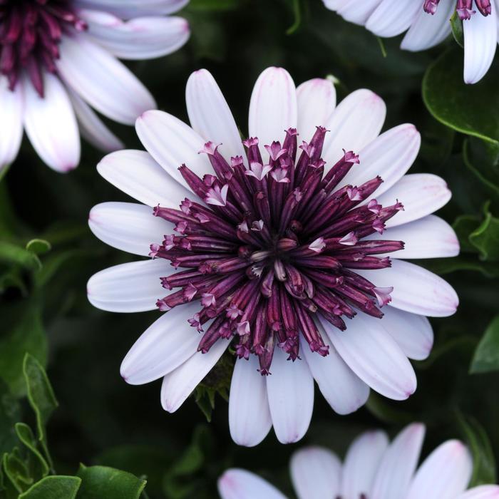 Osteospermum '4D Berry White' - Osteospermum (African Daisy) from The Flower Spot Osteospermum '4D Berry White' - Osteospermum (African Daisy) from The Flower Spot