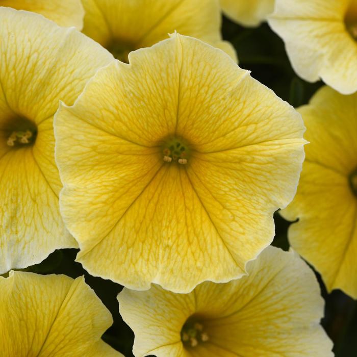 Petunia 'Bee's Knees' - Petunia from The Flower Spot