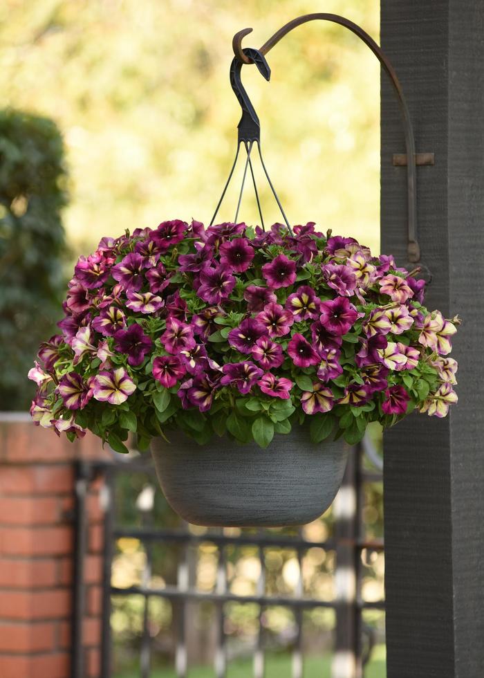 Petunia 'Crazytunia Moonstruck' - Petunia hybrid from The Flower Spot Petunia 'Crazytunia Moonstruck' - Petunia hybrid from The Flower Spot