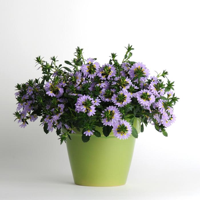 Fan Flower - Scaevola from The Flower Spot