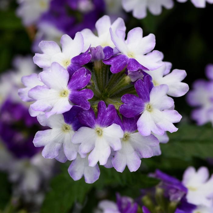 Verbena 'Firehouse Blue Fizz' - Verbena peruviana from The Flower Spot Verbena 'Firehouse Blue Fizz' - Verbena peruviana from The Flower Spot