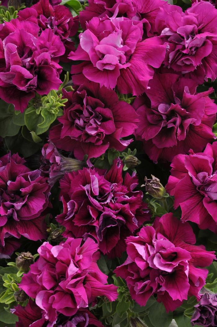 Petunia 'Double Madness Burgundy' - Petunia hybrida from The Flower Spot Petunia 'Double Madness Burgundy' - Petunia hybrida from The Flower Spot