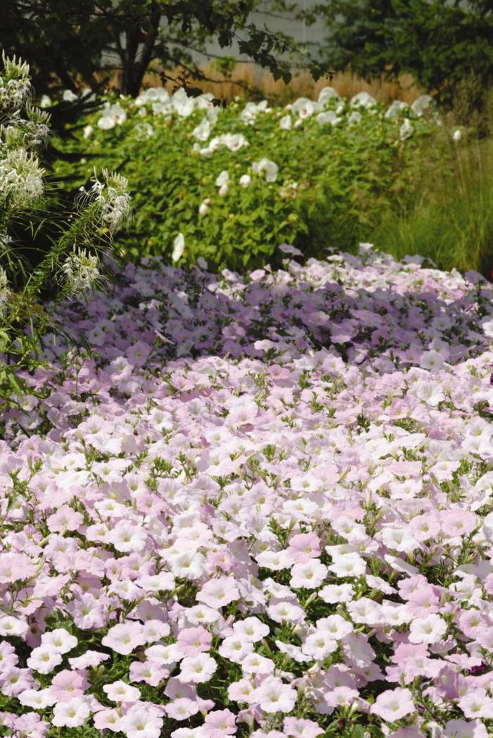 Petunia 'Wave Misty Lilac' - Petunia hybrida from The Flower Spot Petunia 'Wave Misty Lilac' - Petunia hybrida from The Flower Spot
