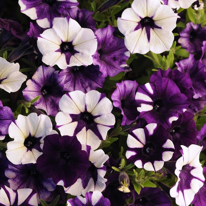 Petunia 'Shock Wave Purple Tie Dye' - Petunia hybrida from The Flower Spot Petunia 'Shock Wave Purple Tie Dye' - Petunia hybrida from The Flower Spot