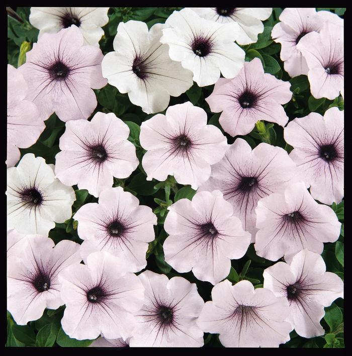Petunia 'Tidal Wave Silver' - Petunia hybrida from The Flower Spot Petunia 'Tidal Wave Silver' - Petunia hybrida from The Flower Spot
