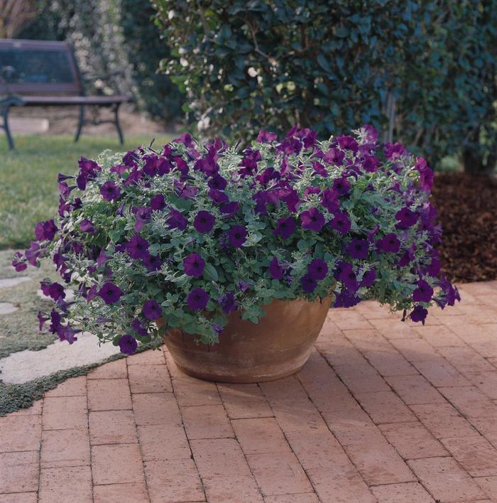Wave® Blue - Petunia hybrida from The Flower Spot