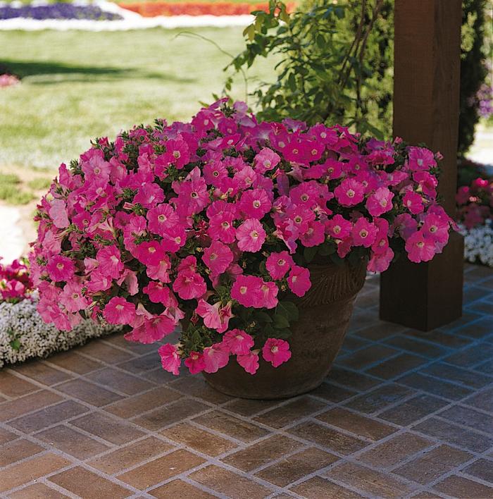 Wave® Purple Classic - Petunia hybrida from The Flower Spot