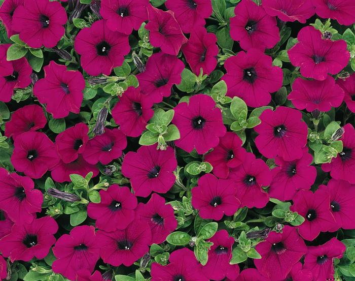 Petunia 'Wave Purple' - Petunia hybrida from The Flower Spot Petunia 'Wave Purple' - Petunia hybrida from The Flower Spot