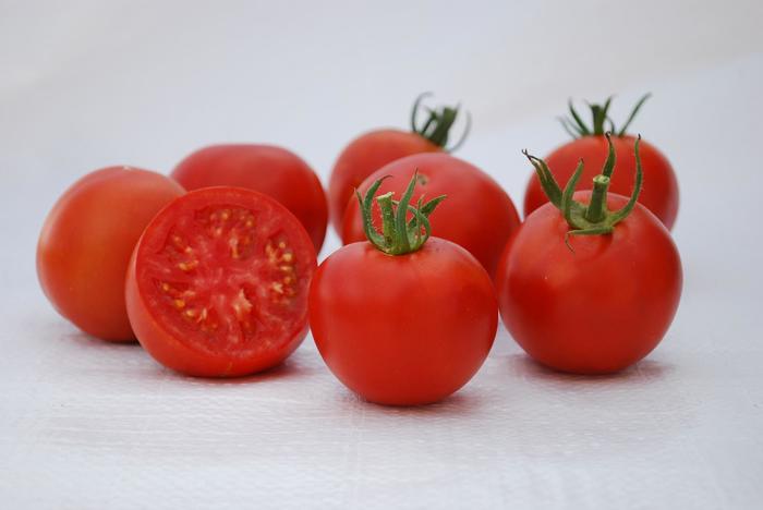 Tomato 'Manitoba' - Heirloom Tomato from The Flower Spot