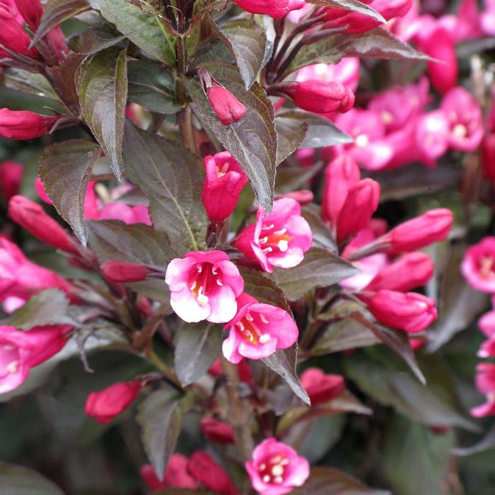 Weigela 'Date Night Stunner' - Weigela florida from The Flower Spot Weigela 'Date Night Stunner' - Weigela florida from The Flower Spot