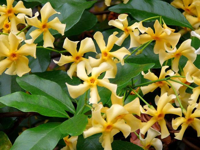 Jasmine 'Star of Tuscany' - Trachelospermum jasminoides from The Flower Spot Jasmine 'Star of Tuscany' - Trachelospermum jasminoides from The Flower Spot