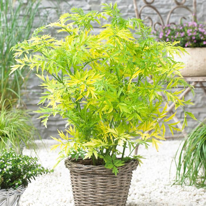 Elderberry 'Golden Tower' - Sambucus nigra from The Flower Spot Elderberry 'Golden Tower' - Sambucus nigra from The Flower Spot