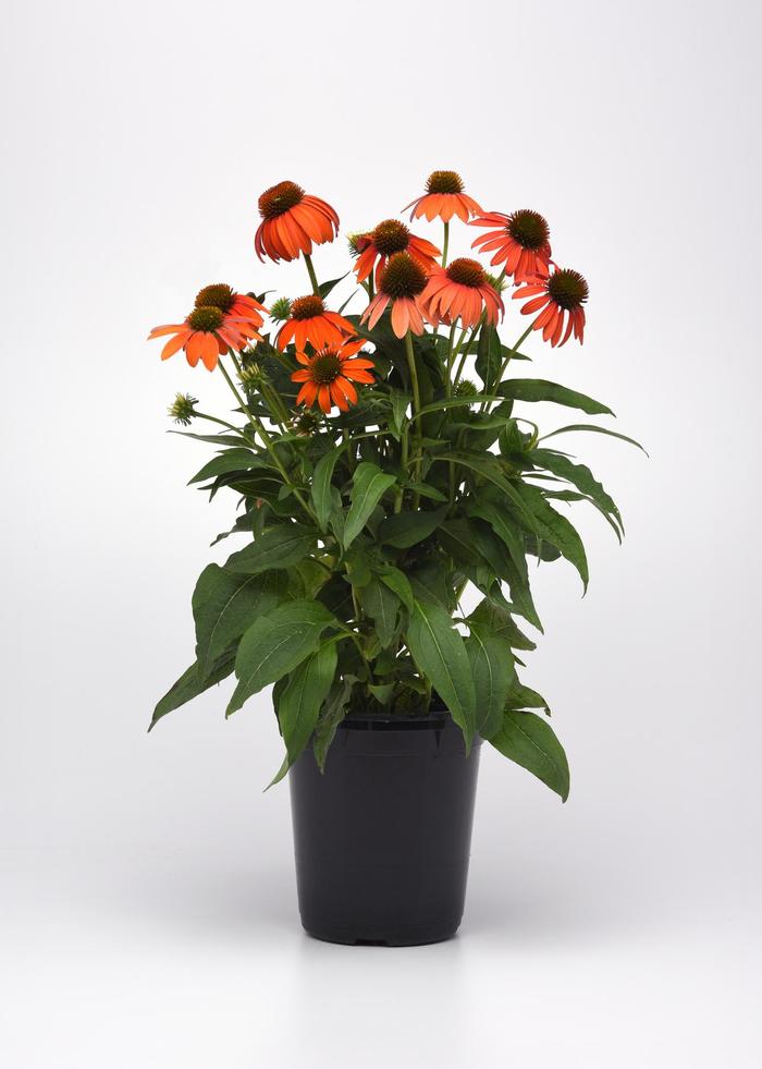 Coneflower 'Artisan Soft Orange' - Echinacea x hybrida from The Flower Spot Coneflower 'Artisan Soft Orange' - Echinacea x hybrida from The Flower Spot