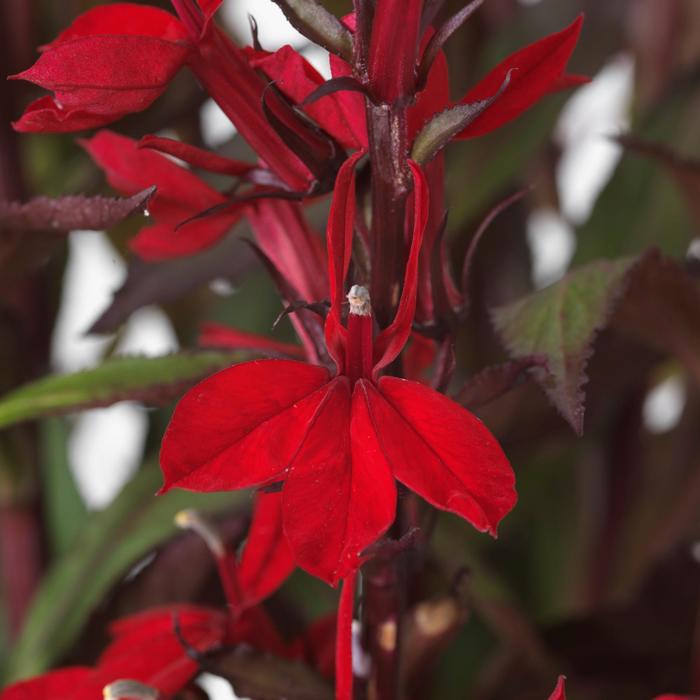 Starship™ Scarlet Bronze Leaf - Lobelia x speciosa from The Flower Spot