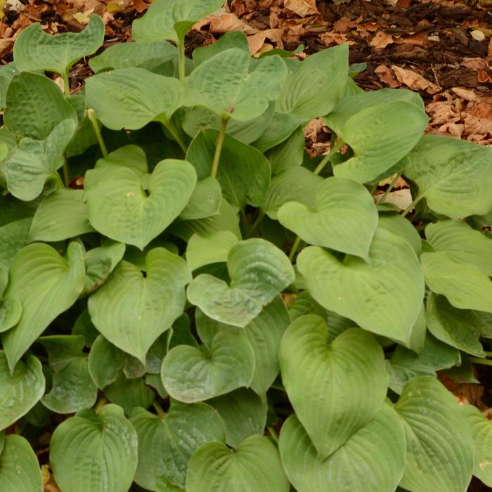 Hosta 'Blue Cadet' - Hosta from The Flower Spot Hosta 'Blue Cadet' - Hosta from The Flower Spot