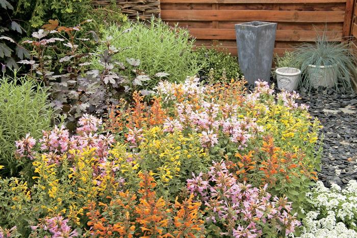 Hummingbird Mint 'Multiple Varieties' - Agastache from The Flower Spot Hummingbird Mint 'Multiple Varieties' - Agastache from The Flower Spot