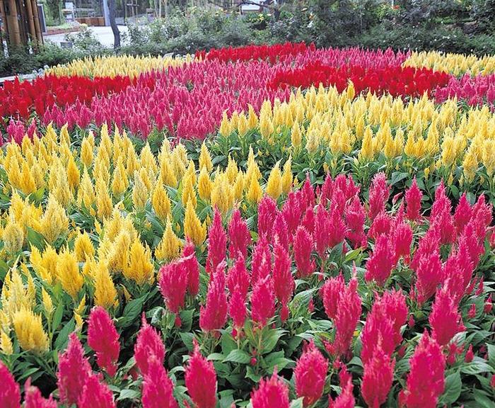 Celosia 'Castle Mix' - Celosia argentea from The Flower Spot Celosia 'Castle Mix' - Celosia argentea from The Flower Spot