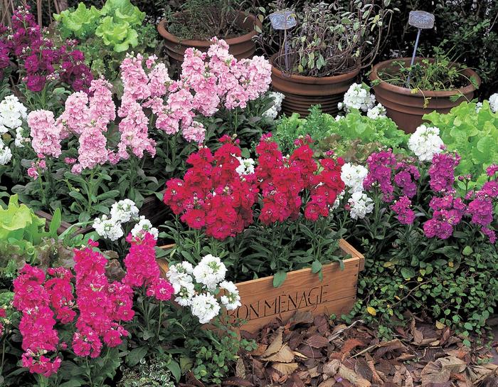 Stock 'Vintage Mix' - Matthiola Incana from The Flower Spot Stock 'Vintage Mix' - Matthiola Incana from The Flower Spot