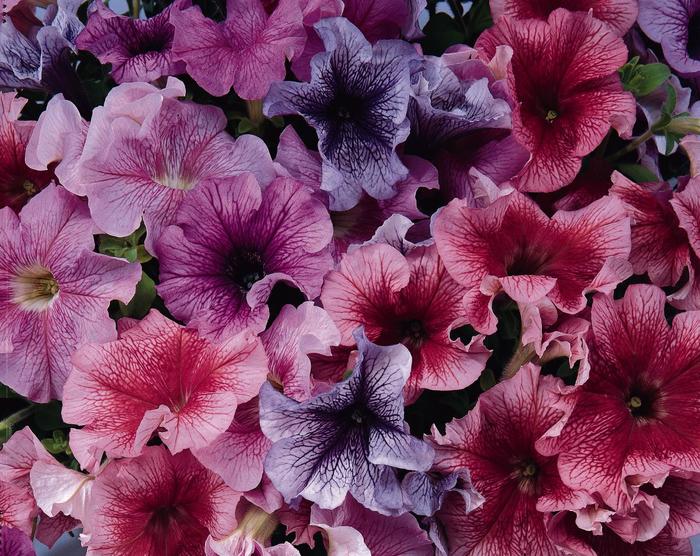Petunia 'Daddy Mix' - Petunia hybrida from The Flower Spot Petunia 'Daddy Mix' - Petunia hybrida from The Flower Spot