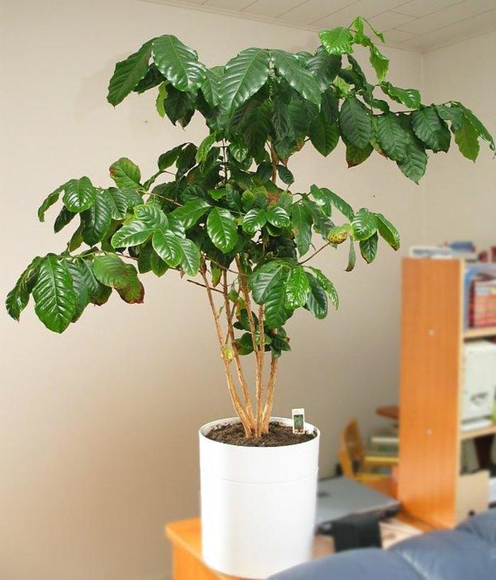 Coffee Plant - Coffea from The Flower Spot Coffee Plant - Coffea from The Flower Spot