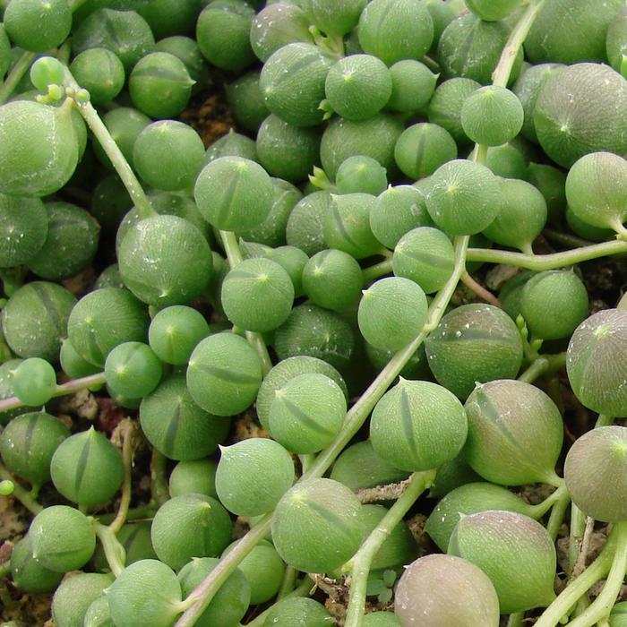 String of Pearls - Senecio rowleyanus from The Flower Spot