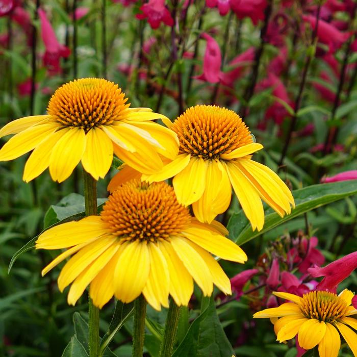 Coneflower 'Sombrero Lemon Yellow' - Echinacea from The Flower Spot