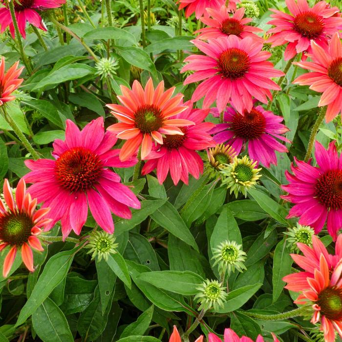 Coneflower 'Sombrero Tres Amigos' - Echinacea from The Flower Spot Coneflower 'Sombrero Tres Amigos' - Echinacea from The Flower Spot