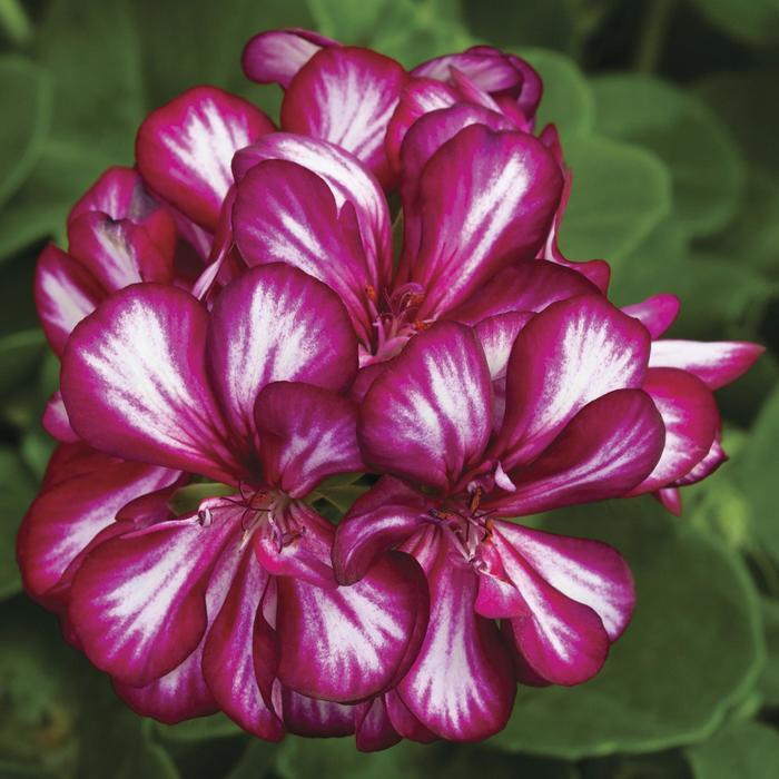 Geranium 'Ivy League Burgundy Bicolor' - Pelargonium peltatum (Ivy Geranium) from The Flower Spot