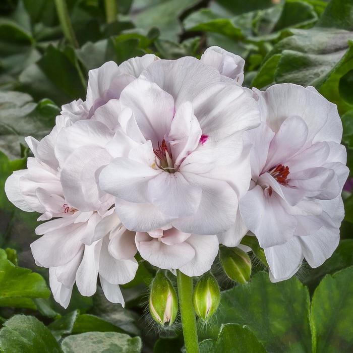 Geranium 'Ivy League White' - Pelargonium peltatum (Ivy Geranium) from The Flower Spot