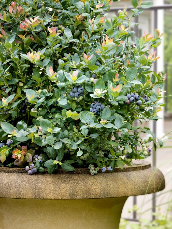Blueberry 'Bushel and Berry Pink Icing' - Vaccinium from The Flower Spot Blueberry 'Bushel and Berry Pink Icing' - Vaccinium from The Flower Spot
