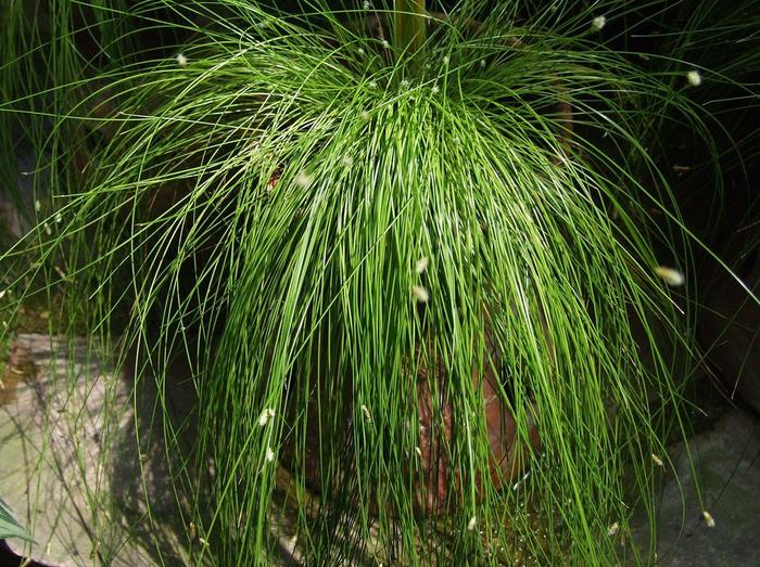 Fibre Optic Grass - Scirpus cernuus 'Livewire' from The Flower Spot