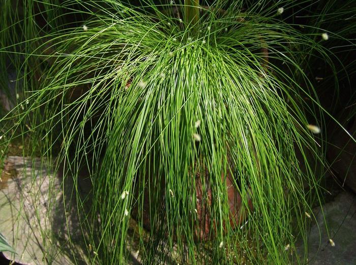 Grass 'Fibre Optic' - Scirpus cernuus from The Flower Spot Grass 'Fibre Optic' - Scirpus cernuus from The Flower Spot