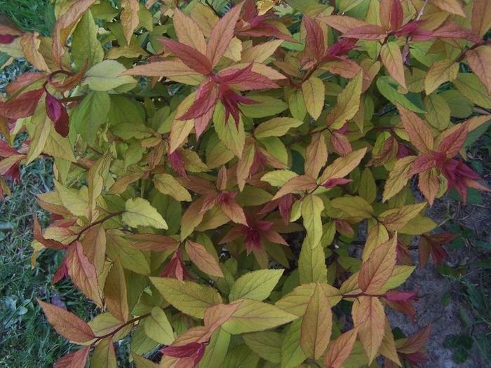 Spiraea 'Magic Carpet' - Spiraea japonica from The Flower Spot Spiraea 'Magic Carpet' - Spiraea japonica from The Flower Spot