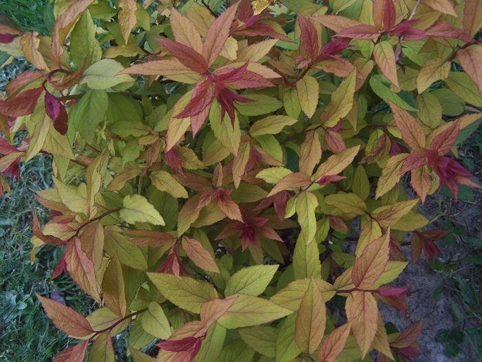 Spirea - Spiraea japonica 'Magic Carpet' from The Flower Spot