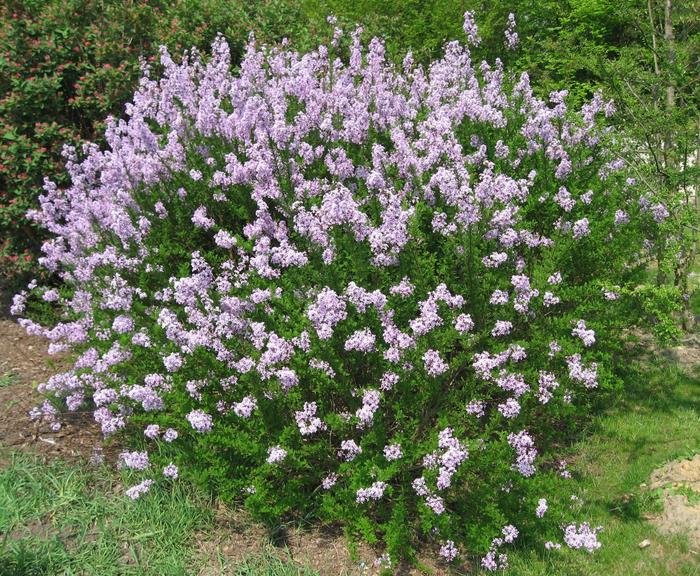 Lilac - Syringa patula 'Miss Kim' from The Flower Spot