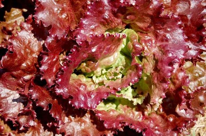Red Sails Lettuce - Lettuce Red Sails from The Flower Spot