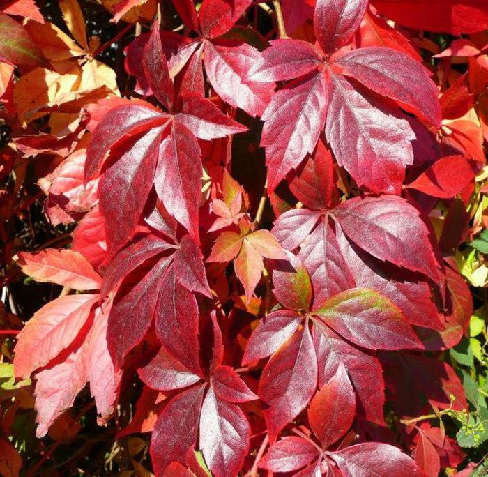 Virginia Creeper - Parthenocissus quinquefolia from The Flower Spot