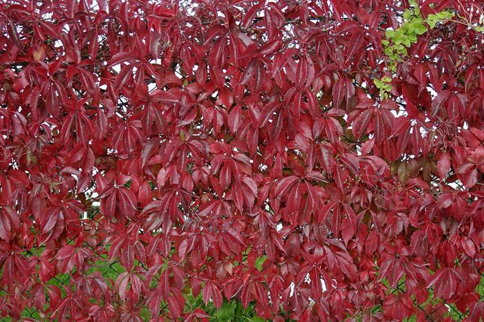 Engelman Ivy - Parthenocissus quinquefolia 'Engelmannii' from The Flower Spot