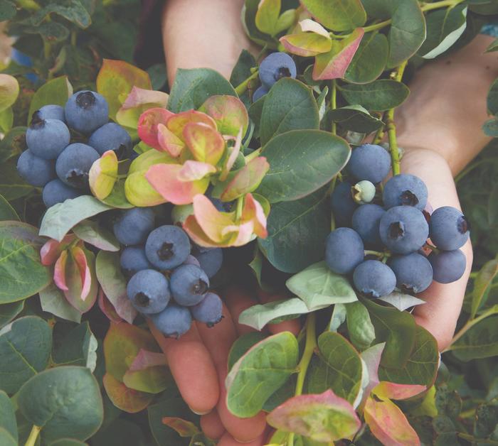 Blueberry 'Bushel and Berry Peach Sorbet' - Vaccinium from The Flower Spot Blueberry 'Bushel and Berry Peach Sorbet' - Vaccinium from The Flower Spot
