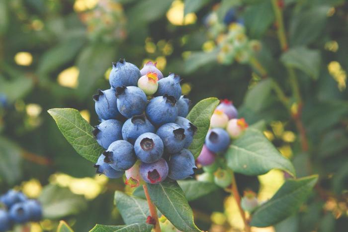 Blueberry 'Bushel and Berry Perpetua' - Vaccinium from The Flower Spot Blueberry 'Bushel and Berry Perpetua' - Vaccinium from The Flower Spot