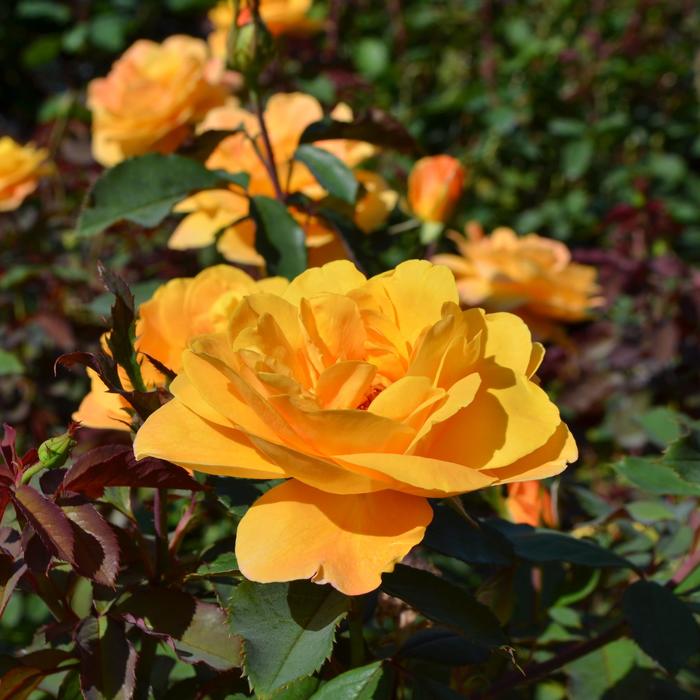 Rose 'Strike It Rich' - Rosa from The Flower Spot Rose 'Strike It Rich' - Rosa from The Flower Spot