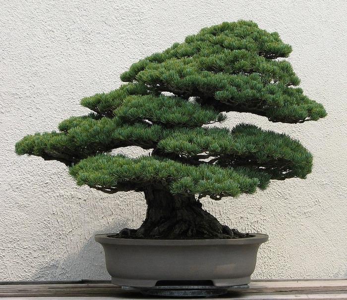 Miniature Evergreens Bonsai Trees The Flower Spot